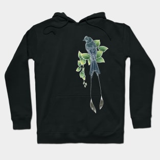 Greater Racket Tailed Drongo Hoodie